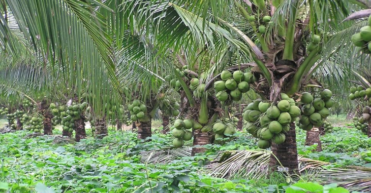 Coconut Business Ideas | Organic Farming Business Ideas​