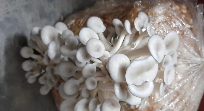 Mushroom Farming Business Ideas