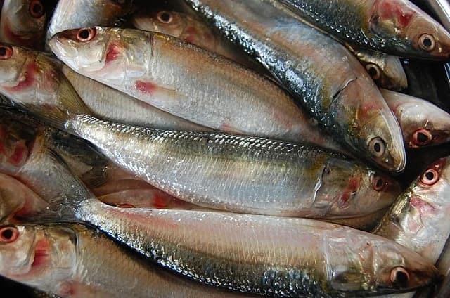 Fish Business Ideas in Tamil | Selling Fish Business