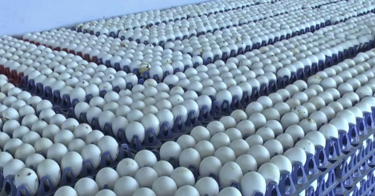 Egg Price Becomes High