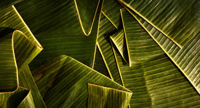 Banana Leaf Business Plan