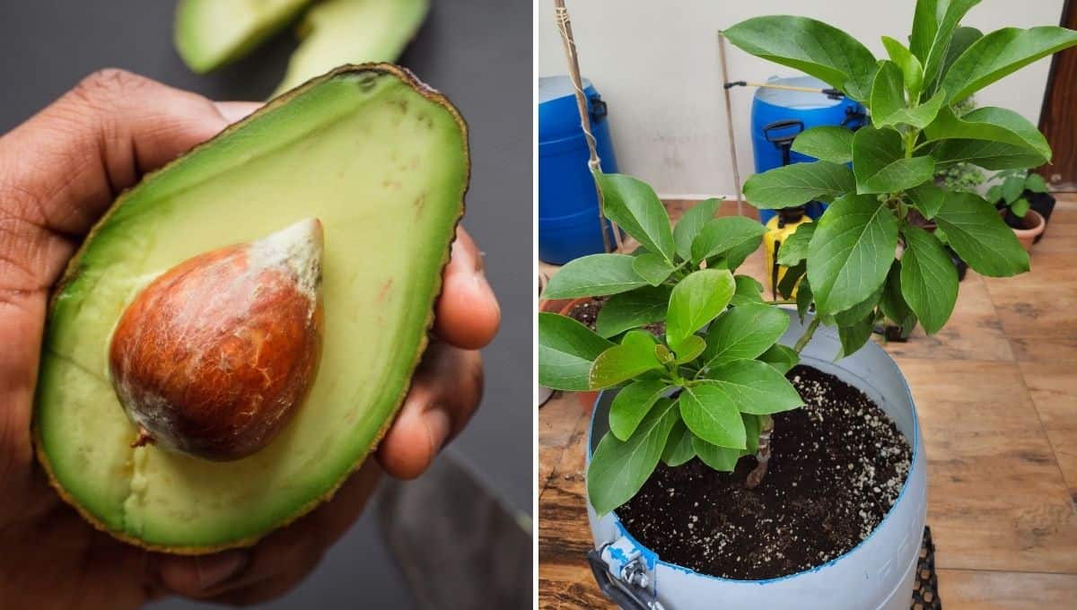 Avocado Farming in India | Avocado Business Ideas