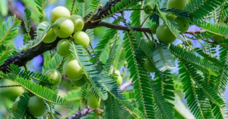 Business Opportunities in Amla Cultivation