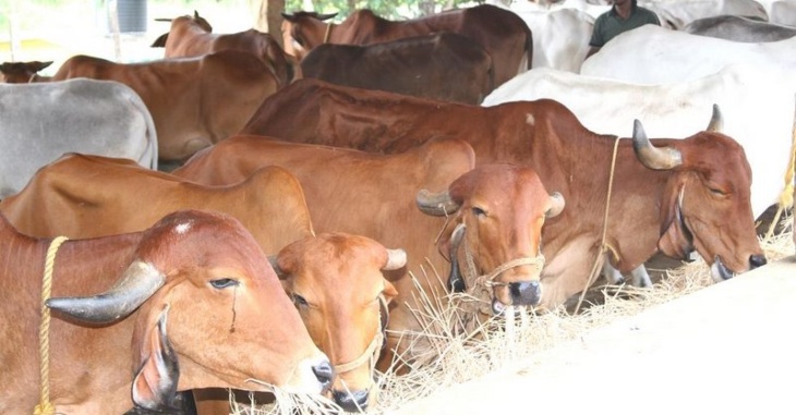 Cow Farming Business​ | Village Business Ideas In Tamil