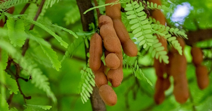 Tamarind Planting And Marketing Ideas Tamil