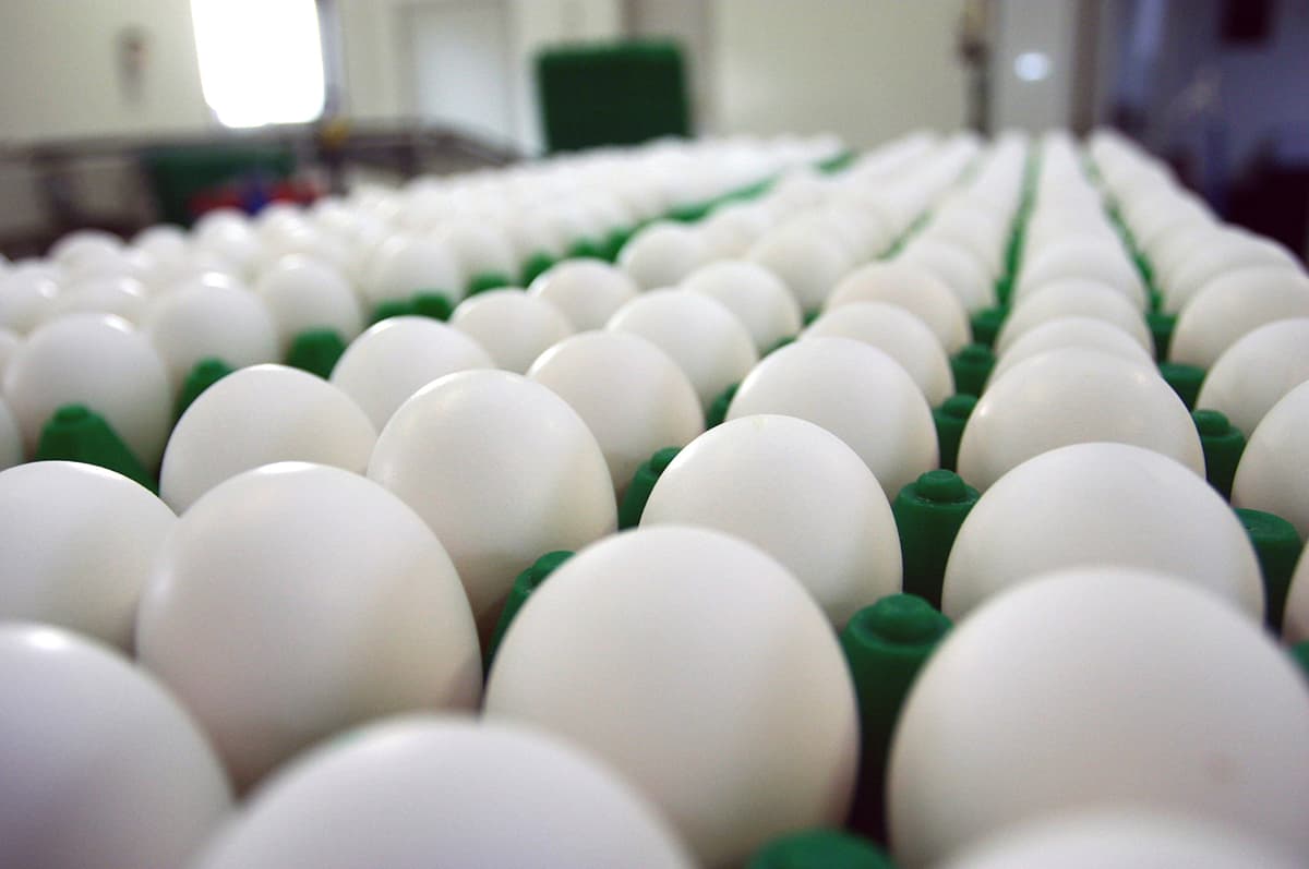 Egg Price in Namakkal | Namakkal Egg Wholesale Rate Today