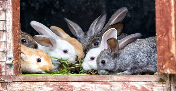 Rabbit Farming Ideas Tamil