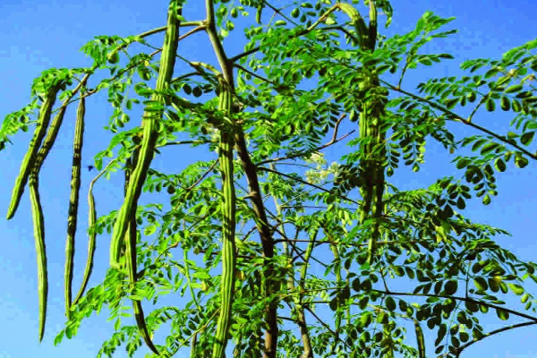 Village Business Ideas In Tamil | Moringa Business Plan