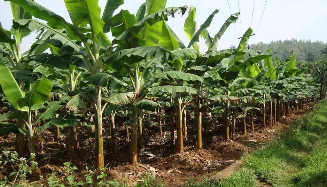 Organic Farming Business Plan In Tamil | Village Business Ideas In Tamil