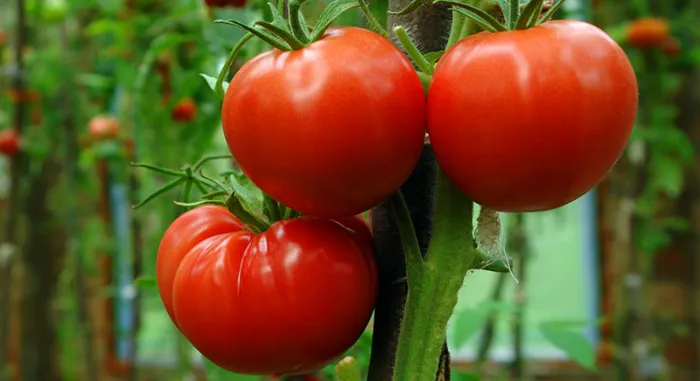 Tomato Benefits Tamil