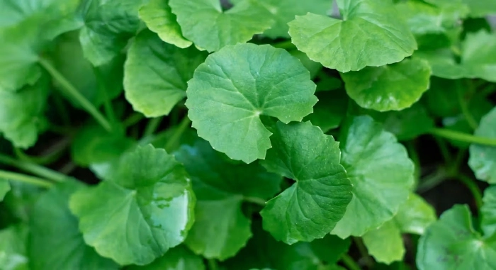 Medicinal Plant Business Ideas