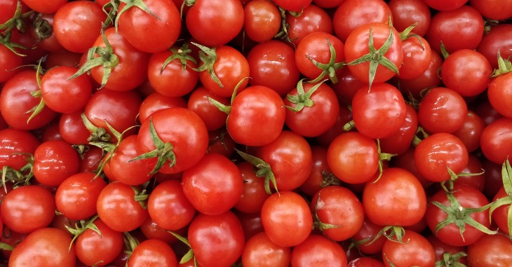 Tomato Wholesale Business Ideas Tamil