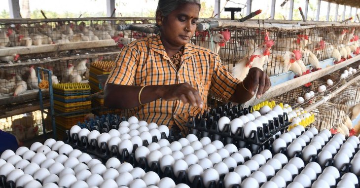 Egg Price Today In Namakkal