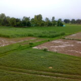 Agriculture land